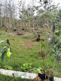 BANTUAN BIBIT MANGGA DARI PEMERINTAH KALURAHAN KARANGWUNI UNTUK KETAHANAN PANGAN